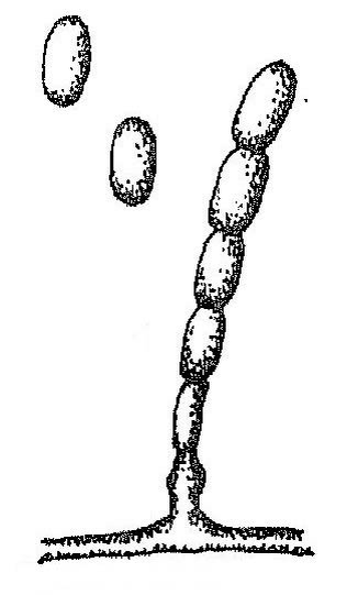 Конидии и образующиеся споры