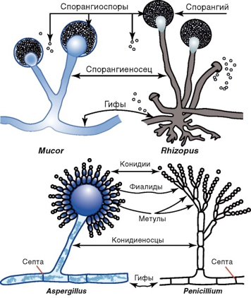 Эндогенные споры (спорангиоспоры) созревают внутри округлой структуры – спорангия Экзогенные споры (конидии) формируются на кончиках плодоносящих гиф, «конидиеносцах».