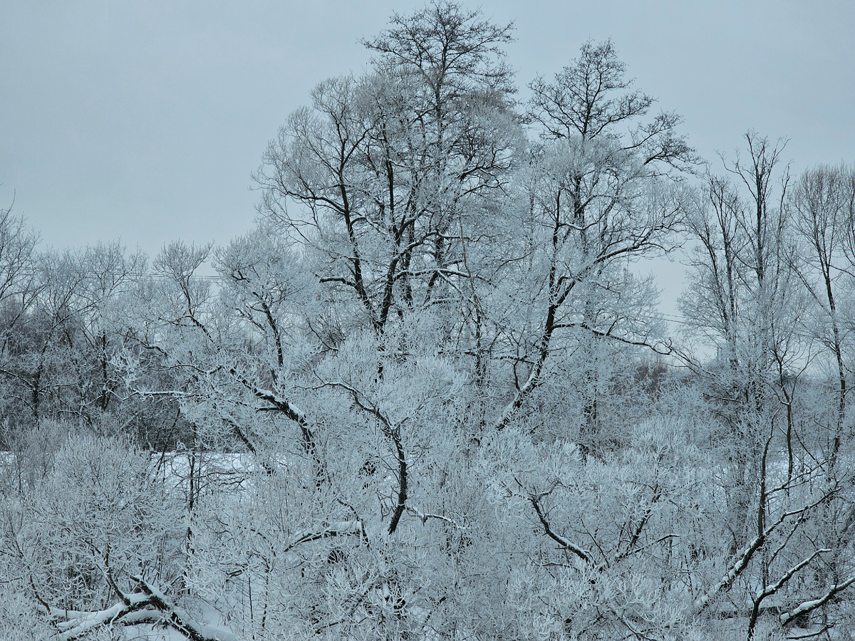 Долгожданный снег перед Новым годом создал волшебство