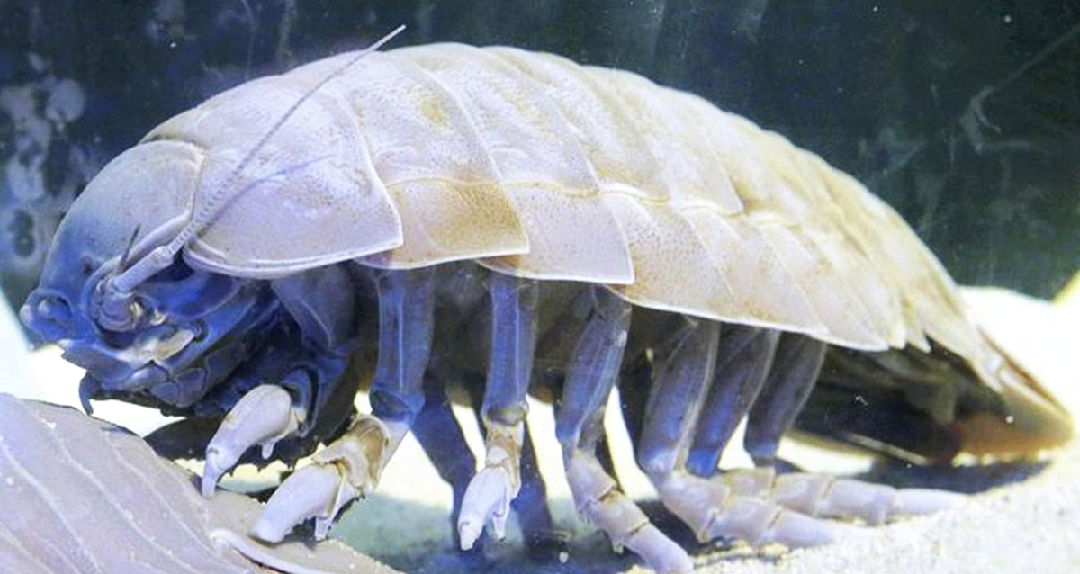 Гигантский Романогий рак.