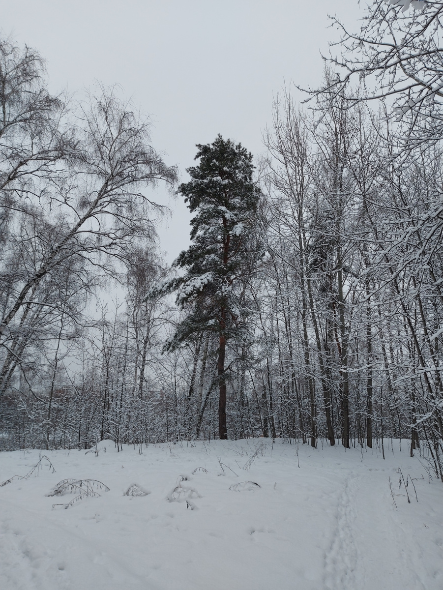 Такой все деревья кланяются