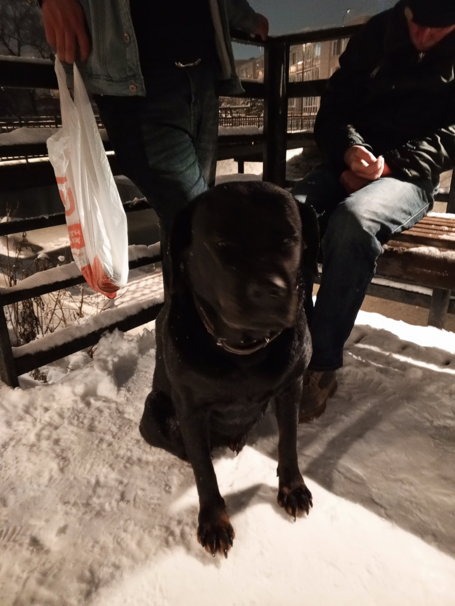 Хозяин в алкогольной коме с обморожением. До утра бы точно не дожил. 