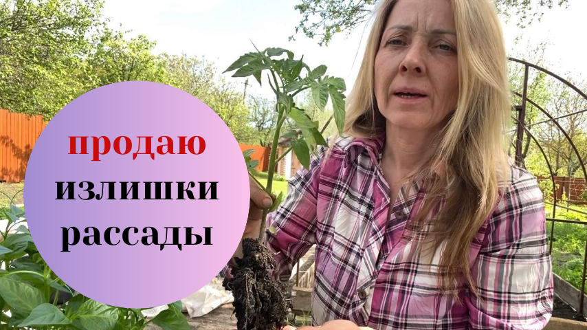 Теперь рассаду я не раздаю, а продаю. Рассада на продажу. Часть 2.