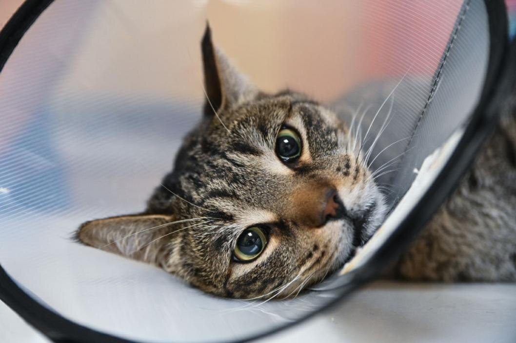 Фото: Сергей Елесин, ИА "Тюменская линия"