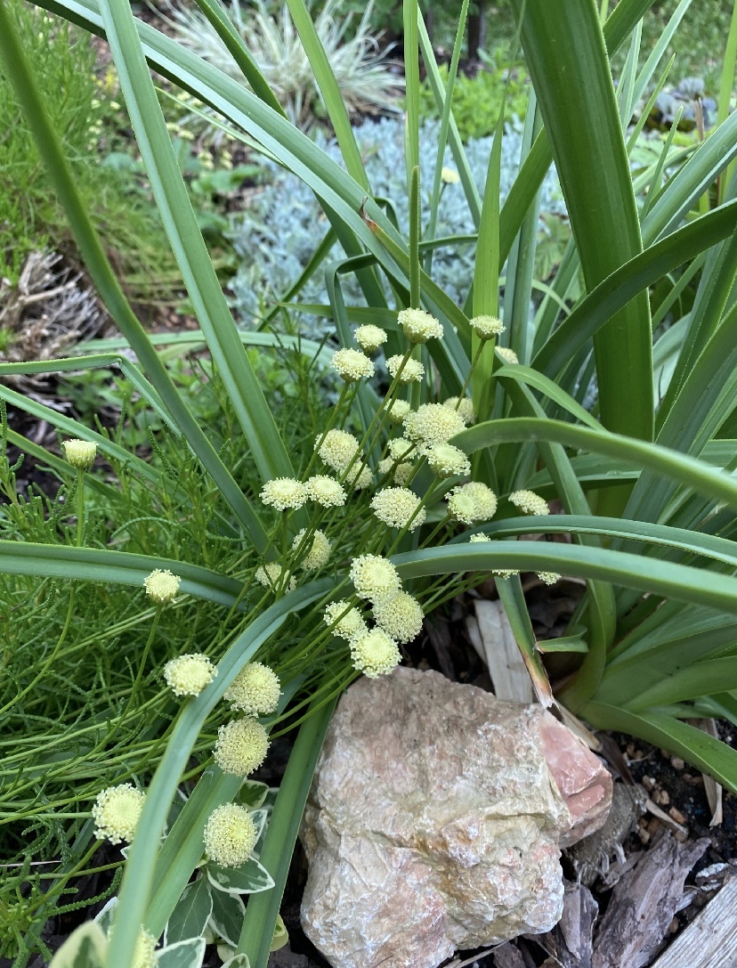 Июль 24.  Самый жаркий летний месяц - время цветения. 