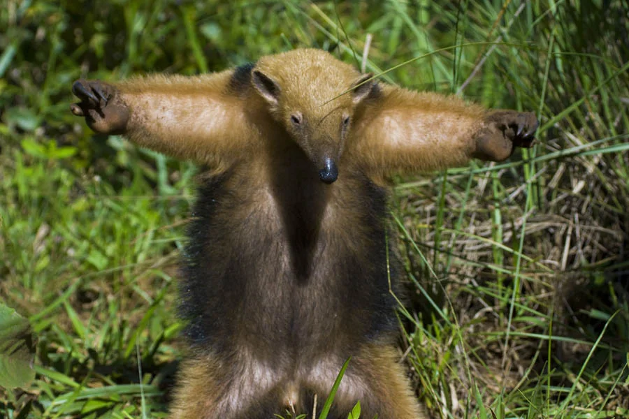 Стой! Кто идет? 