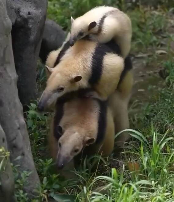 Пирамида из мишек