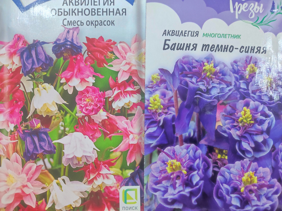 Фото автора, семена аквилегии, январь 2025 года