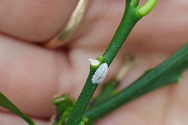 Мучнистый червец на цитрусе. 