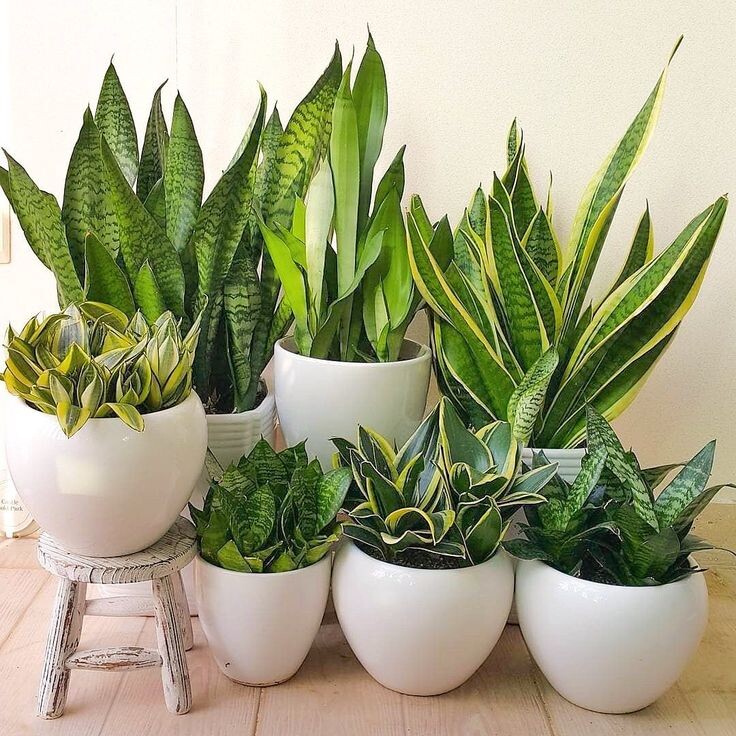 Сансевиерия 