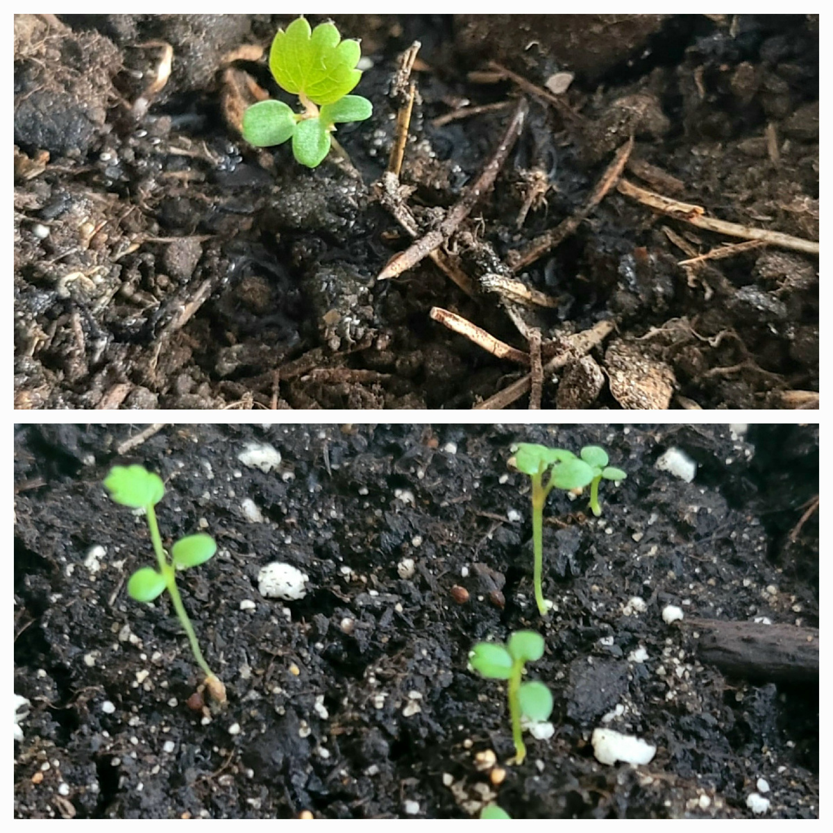 Это клубника.