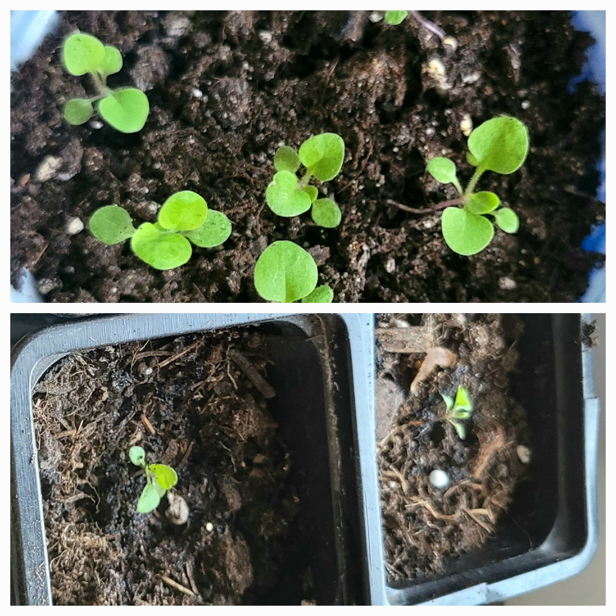 А это петуния.