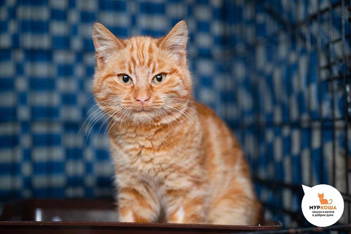 Франко был найден на дачах.