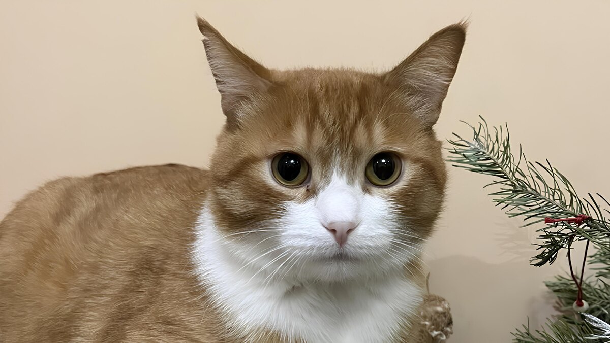 Предприимчивый рыжий котик встретил Новый год с новой хозяйкой.  Фото: Фото предоставлено «ФедералПресс» Мариной Смирновой