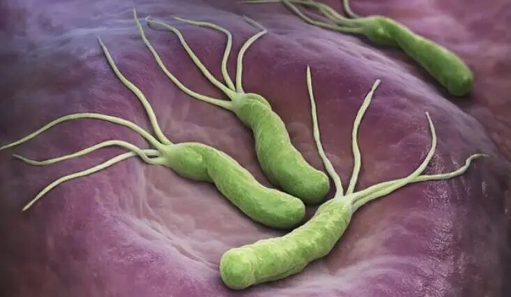 Бактерии Helicobacter Pylori