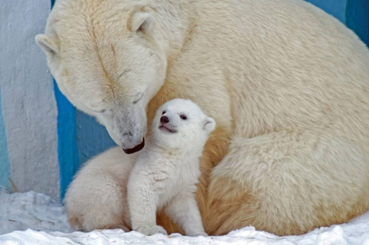    Фото - Новосибирский зоопарк