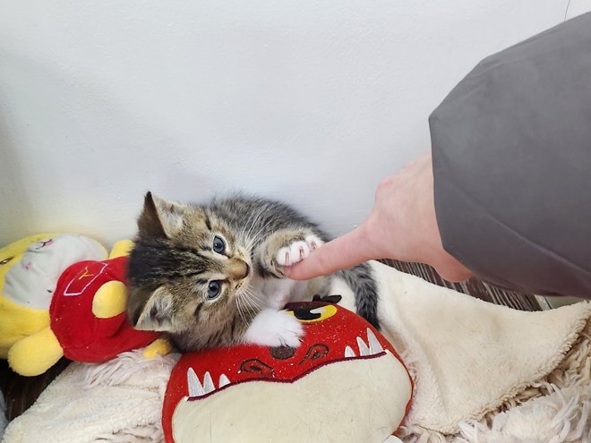 
Редкие кадры: «саблезубый тигр» в атаке