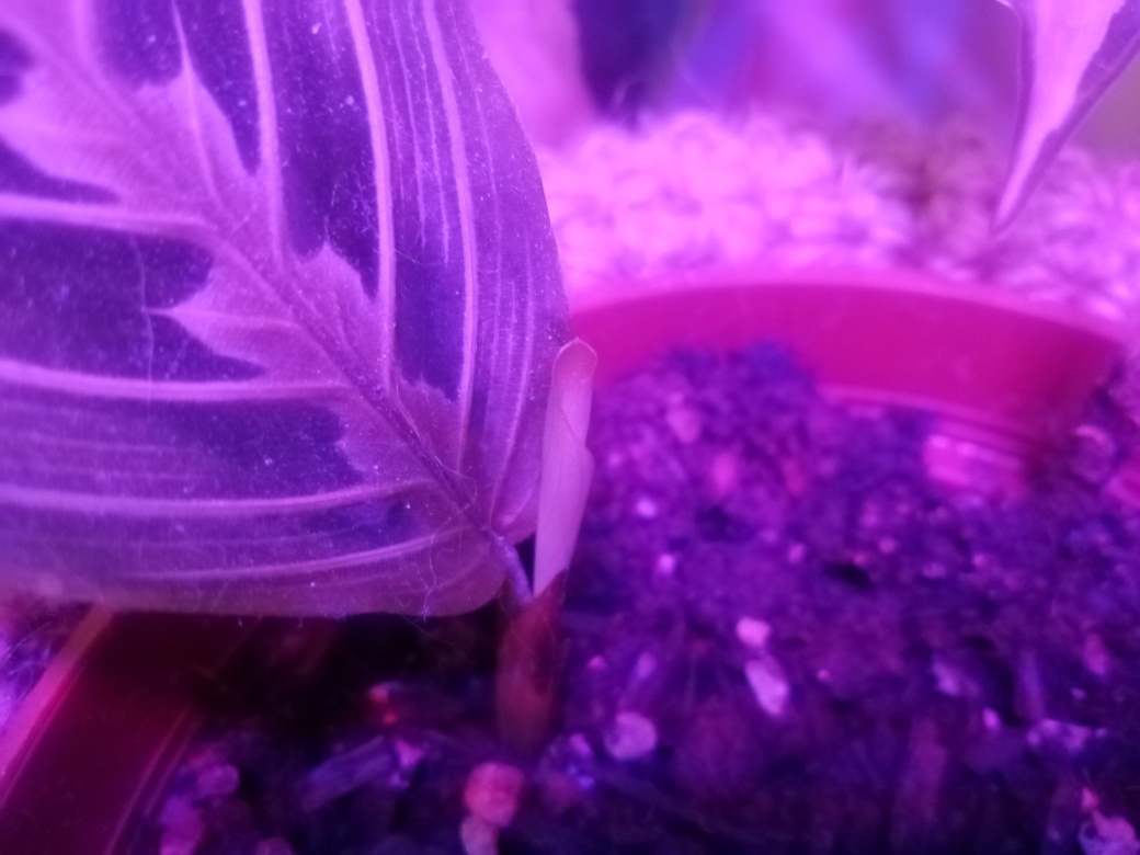 Маранта выдаёт новый лист. Фото автора.