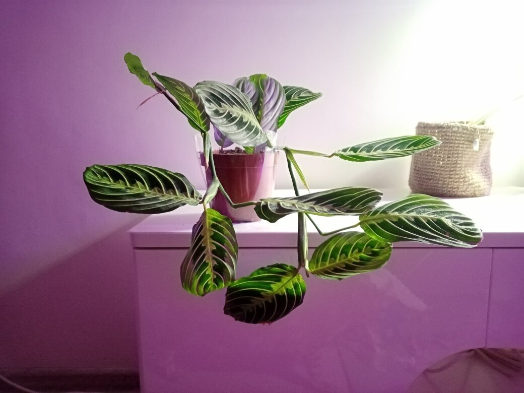 Маранта Лемон Лайм. Для понимания, о каком растении далее пойдёт речь. Фото автора