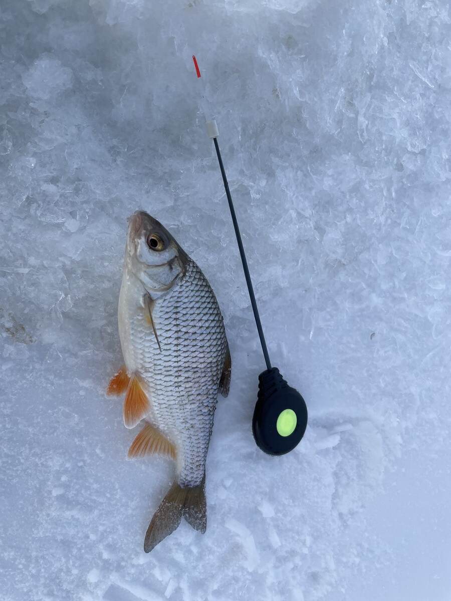 Плотва "обычного" размера, возрастом, вероятно, 4-5 лет