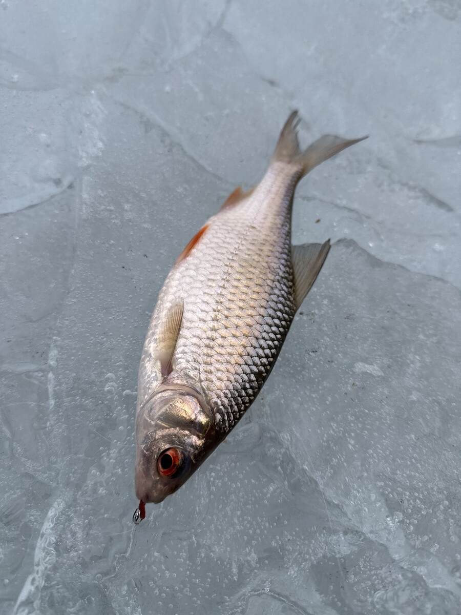 Мелкая плотвичка (около двух лет)