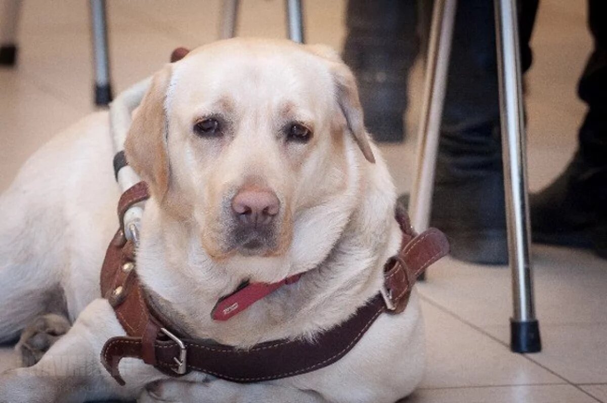    Слепая красноярка рассказала, как собака-поводырь сделала ее жизнь лучше