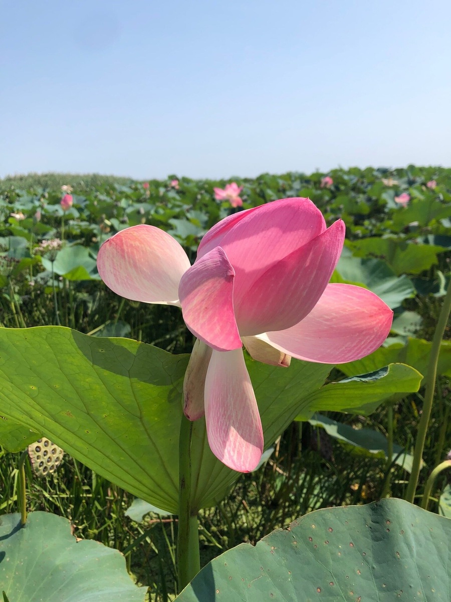 Лотосовые поля в Астраханском заповеднике