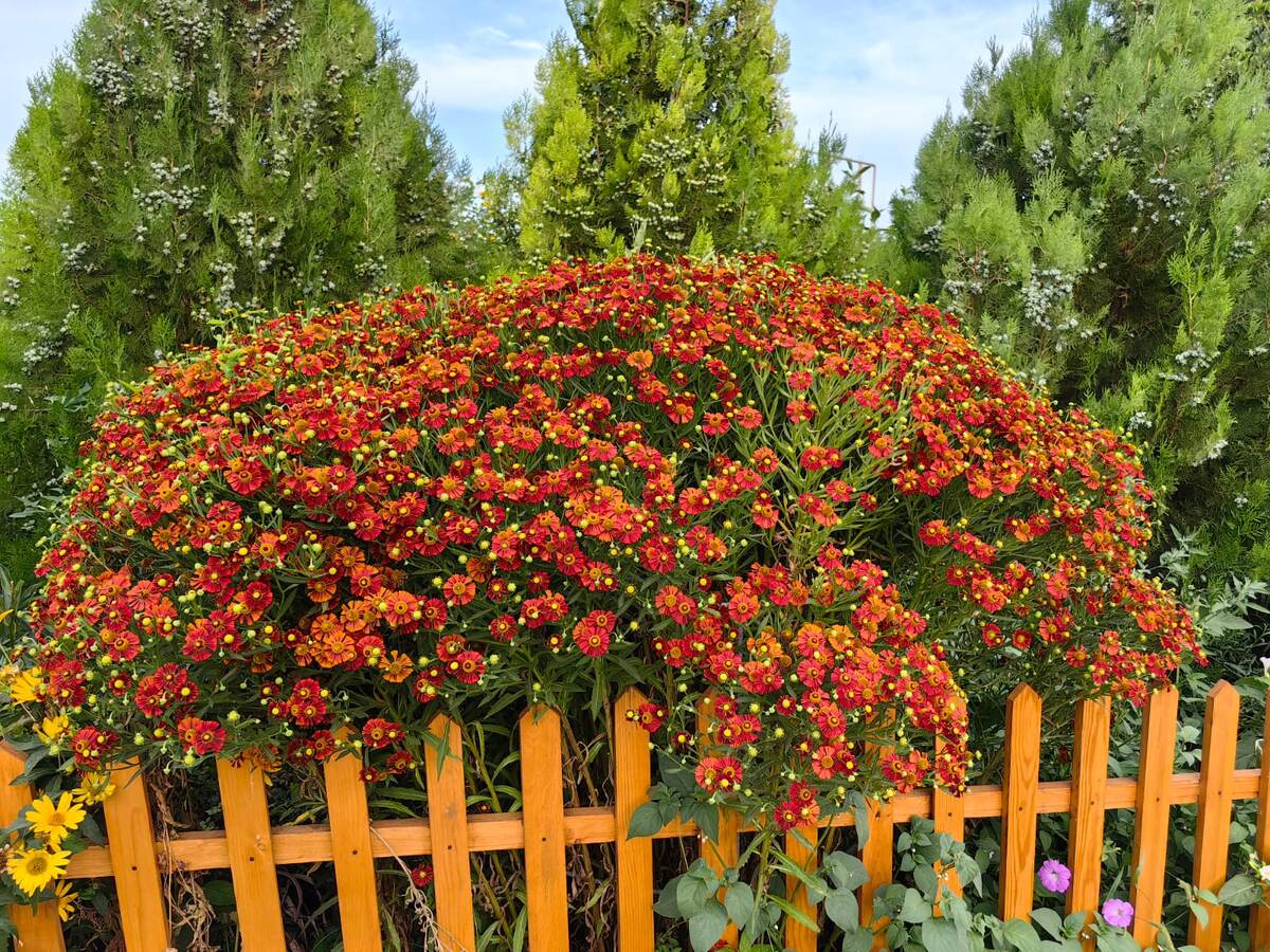 Куст гелениума на фоне туй в "живой стене". Фото Натальи Мироновой 