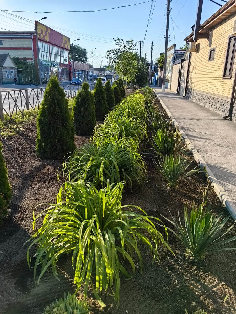 Живая изгородь, отделяющая дом от проезжей части, г. Буденновск Ставропольского края. Фото автора