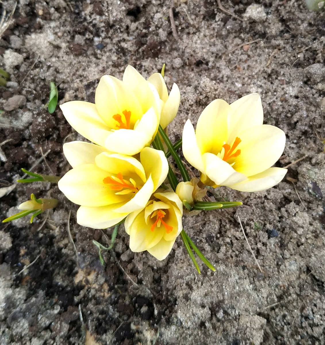 Крокус Крем Бьюти