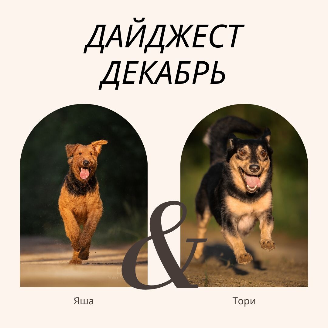 Фото: Люди и их собаки: собачьи истории о людях, эрдельтерьер Аякс (Яша) и дворняга Тори