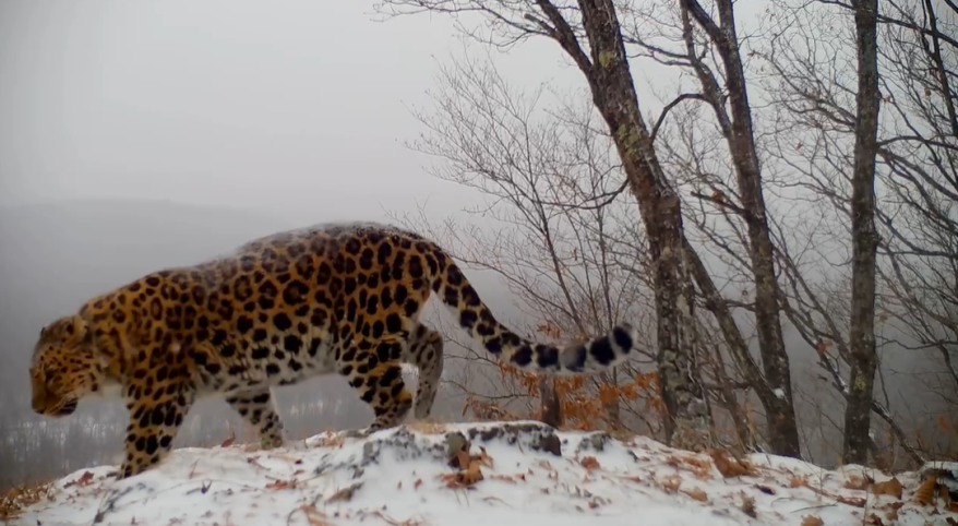    Источник фото: ФГБУ "Земля леопарда"