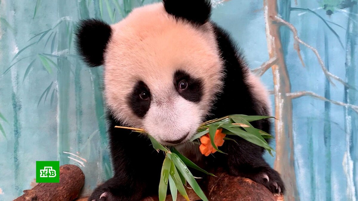    Панде Катюше из Московского зоопарка исполнился год