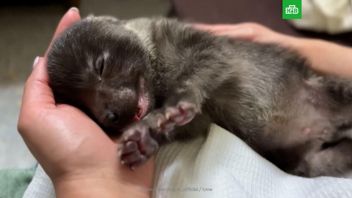    Московский зоопарк показал детеныша редкой бурой гиены