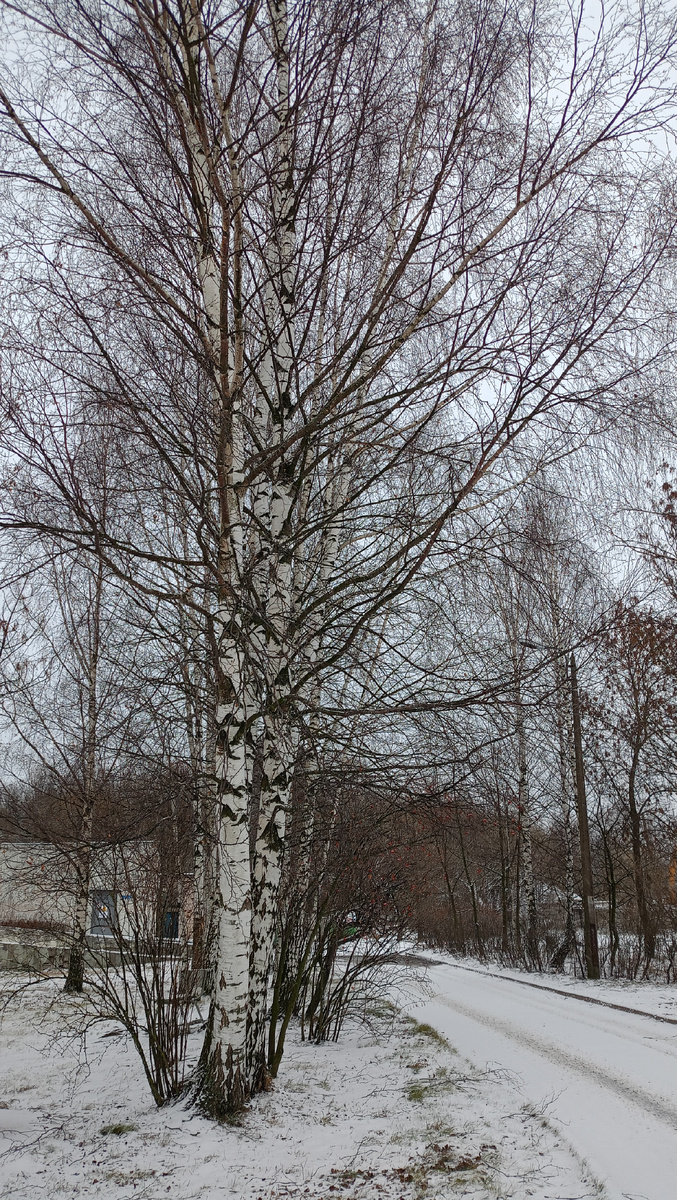 Берëзки красивые