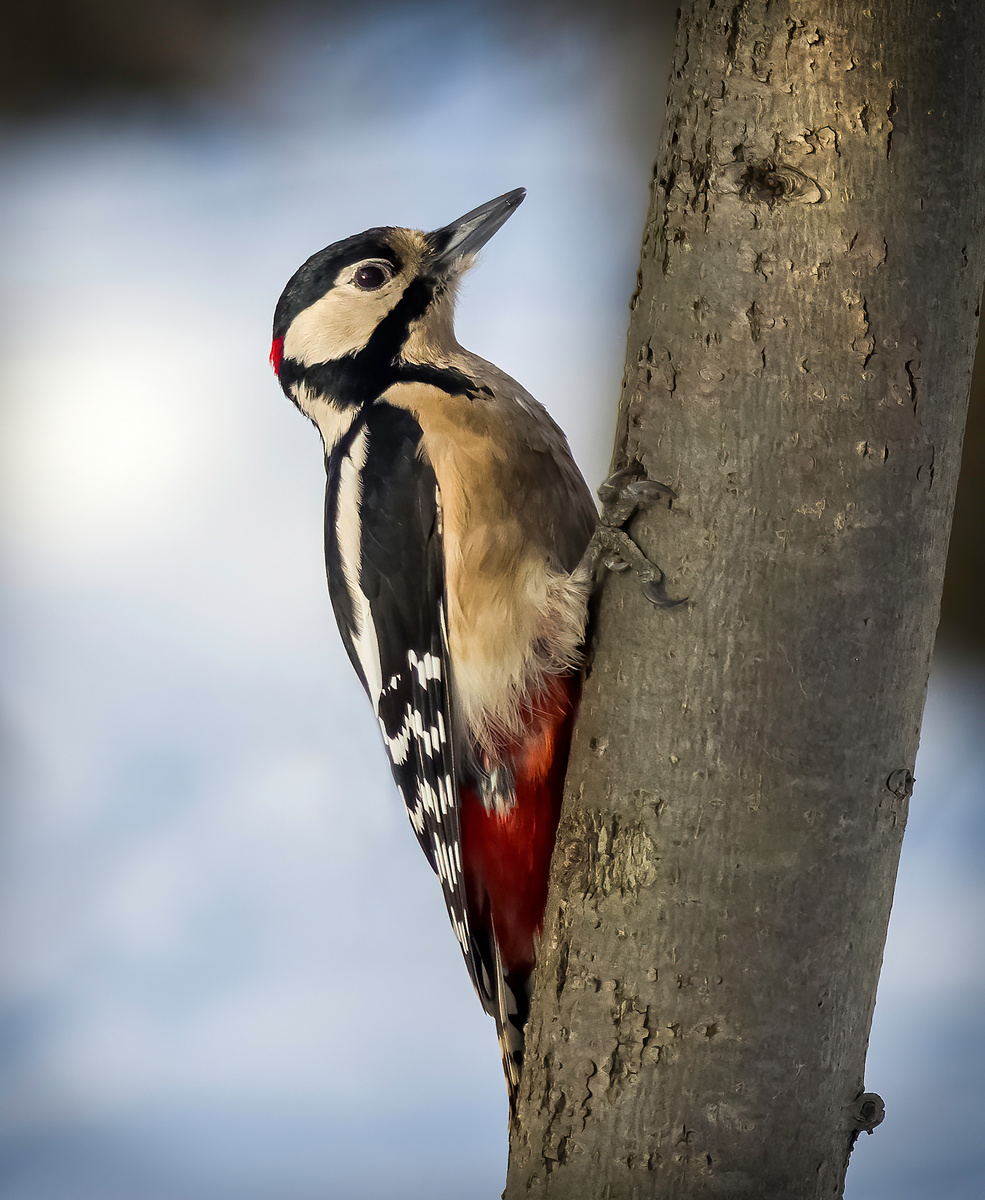 Большой пёстрый дятел
