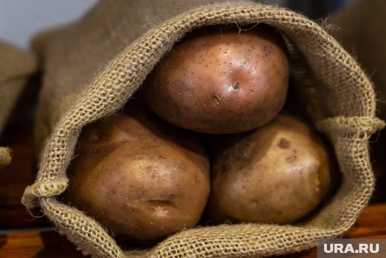  Мешок картофеля получила жительница Мужей от мэра в подарок на Новый год
Фото: Илья Московец © URA.RU