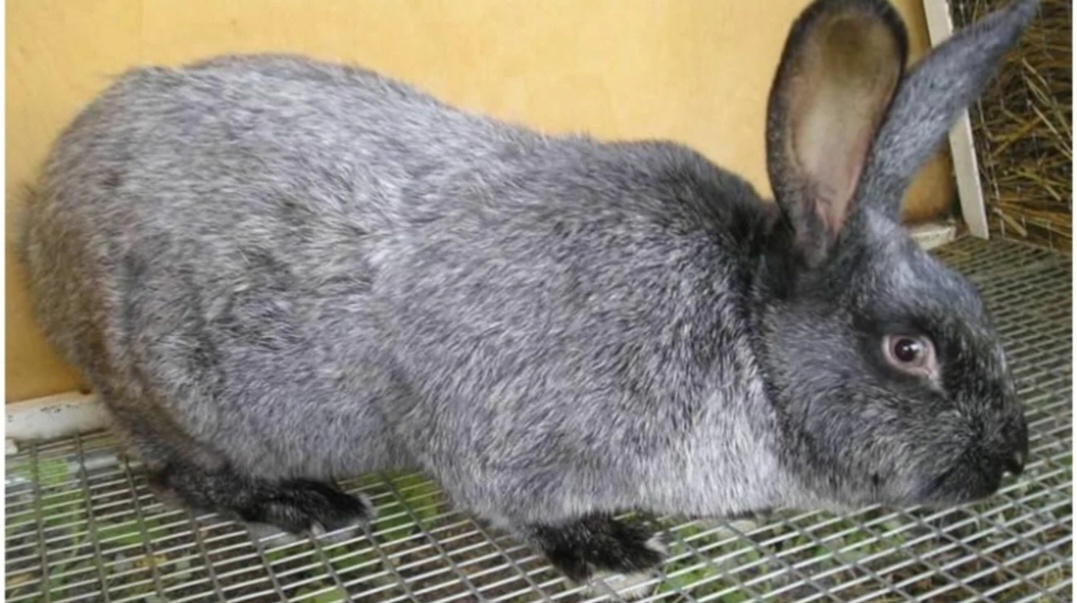 Картинка из сети. 