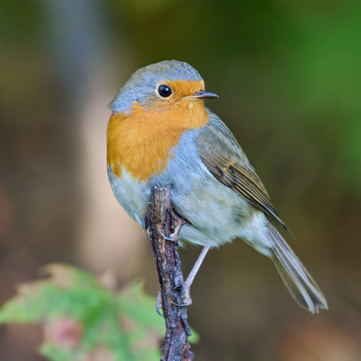 Городской парк г. Шумерля, Чувашия. 0.09.24.