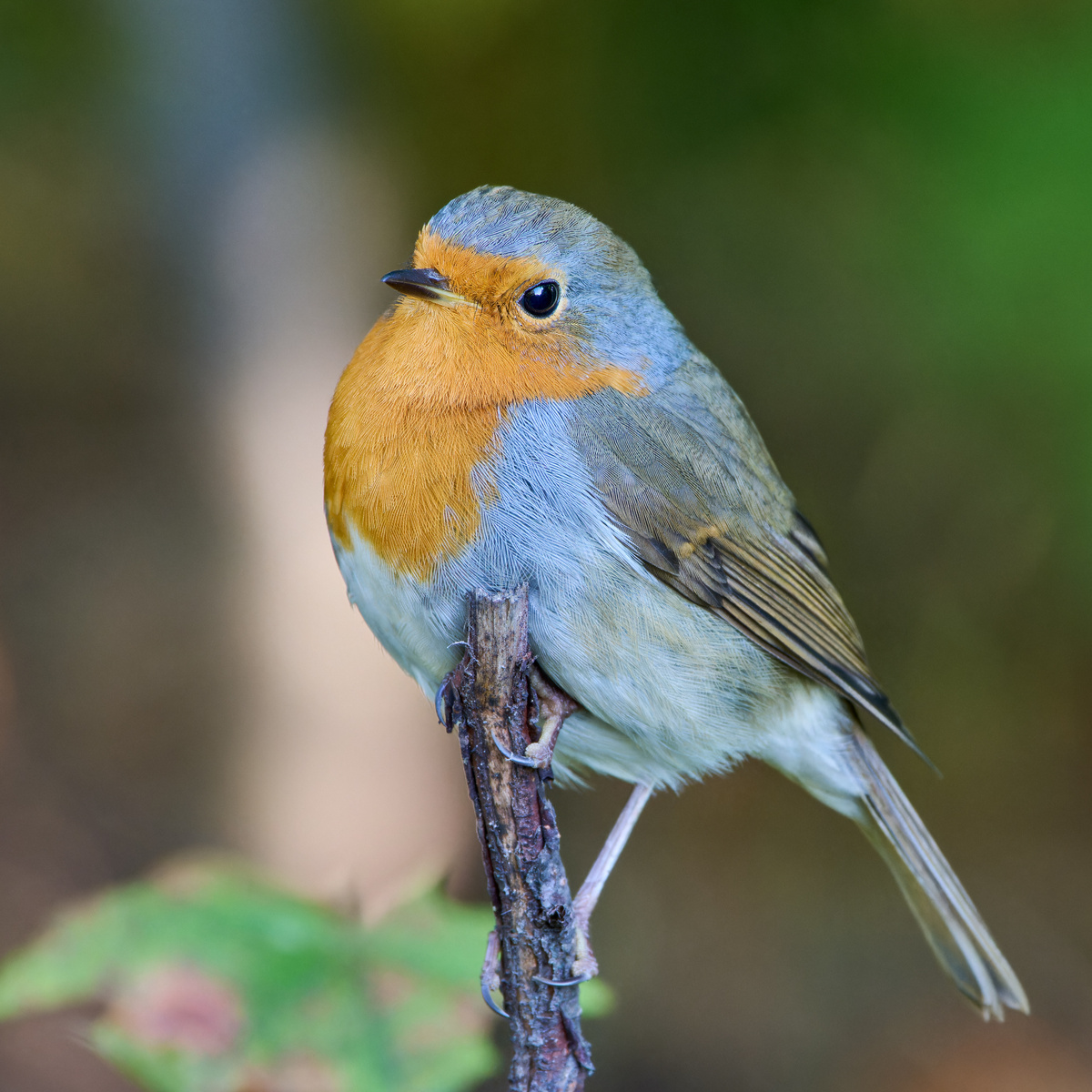 Городской парк г. Шумерля, Чувашия. 0.09.24.