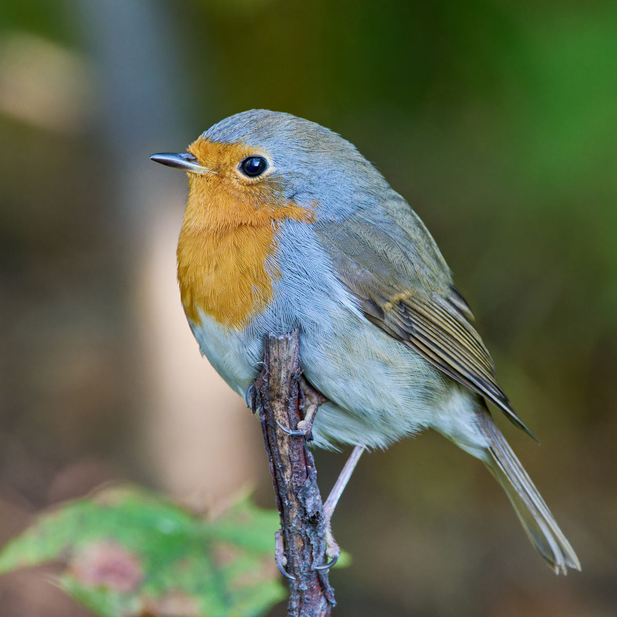 Городской парк г. Шумерля, Чувашия. 0.09.24.