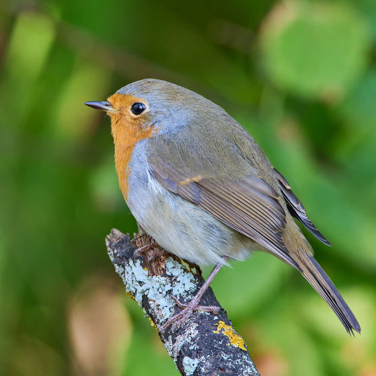 Городской парк г. Шумерля, Чувашия. 0.09.24.