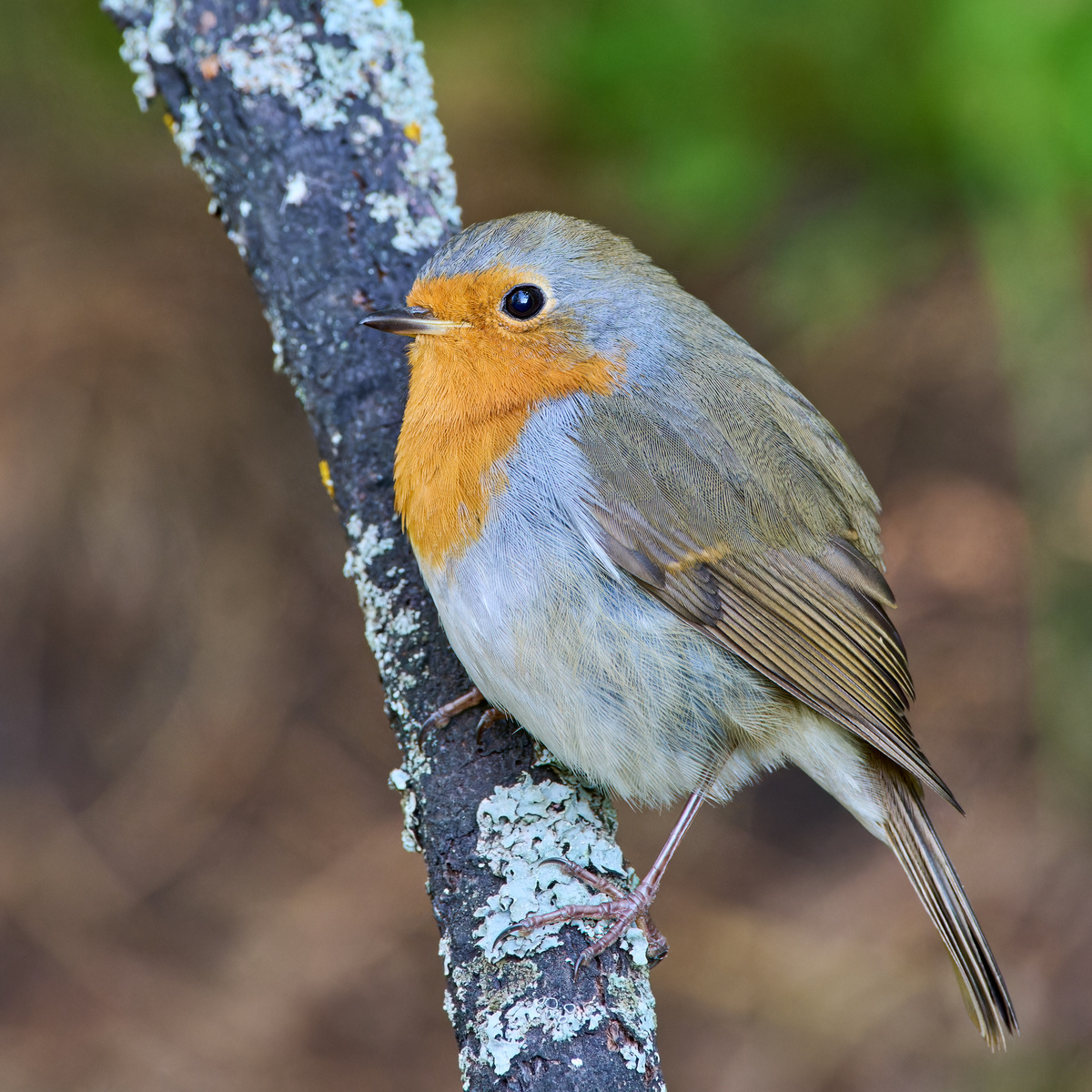 Городской парк г. Шумерля, Чувашия. 0.09.24.