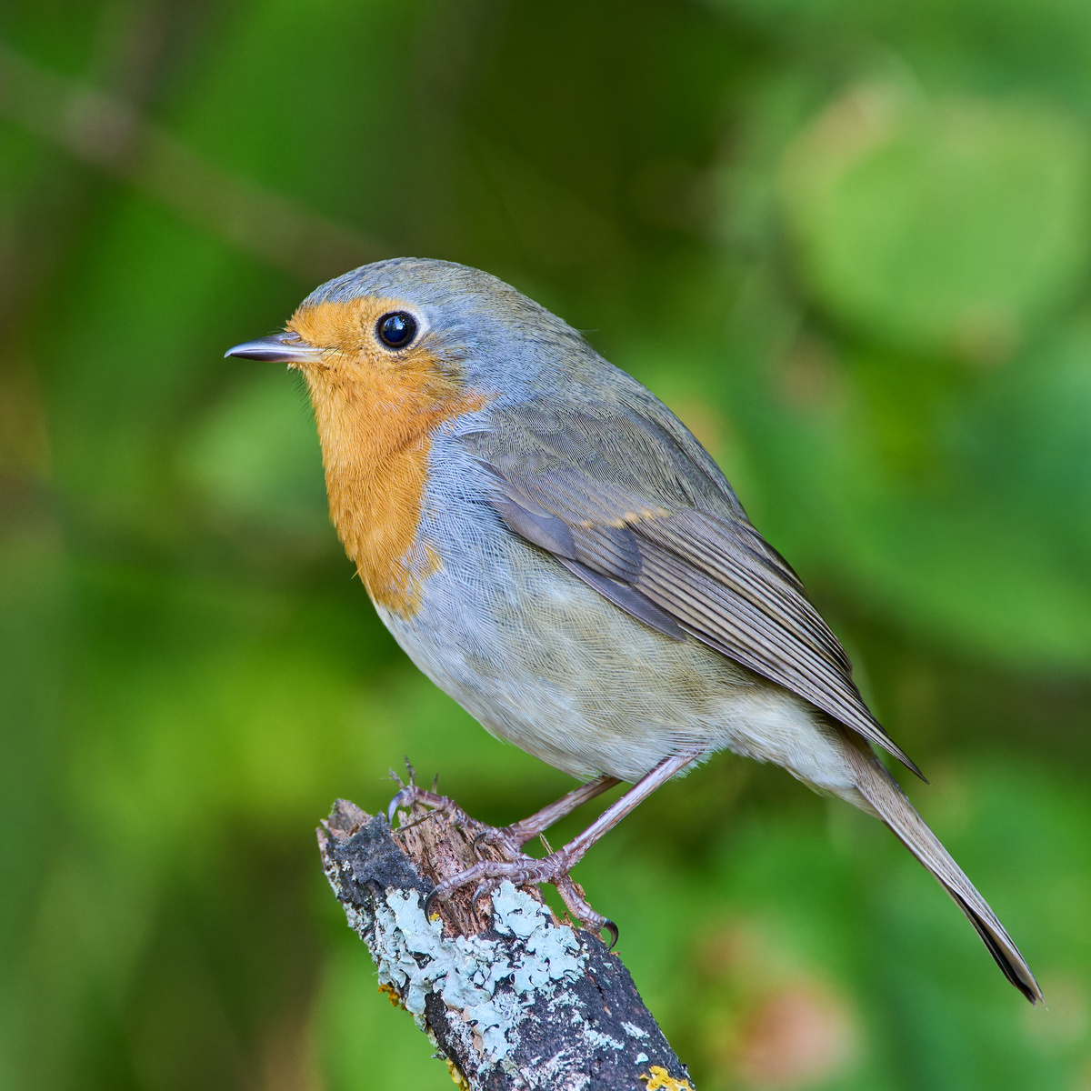 Городской парк г. Шумерля, Чувашия. 0.09.24.