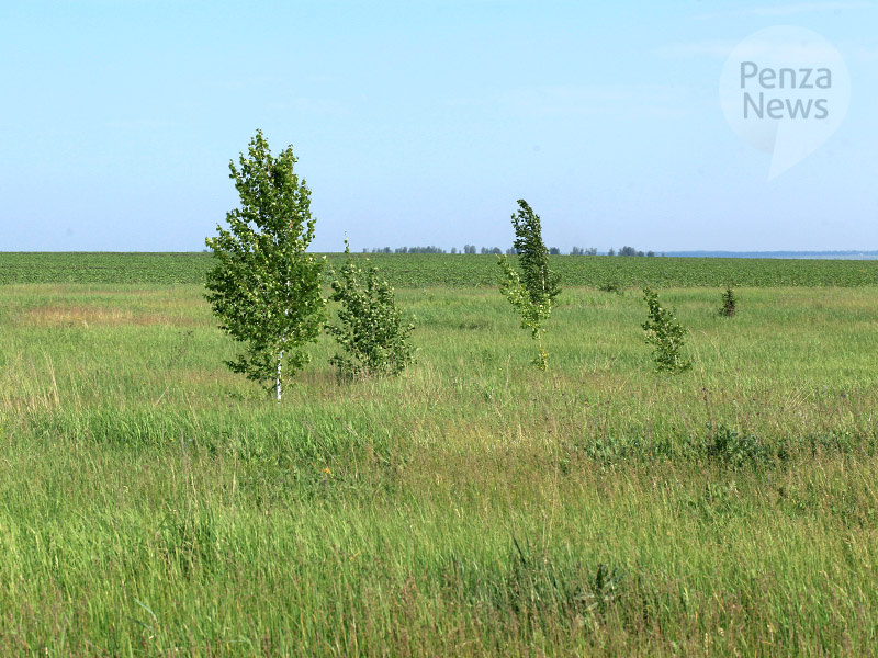    © Фото из архива ИА «PenzaNews»
