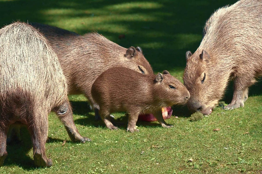    © Пресс-служба Мэра и Правительства Москвы 