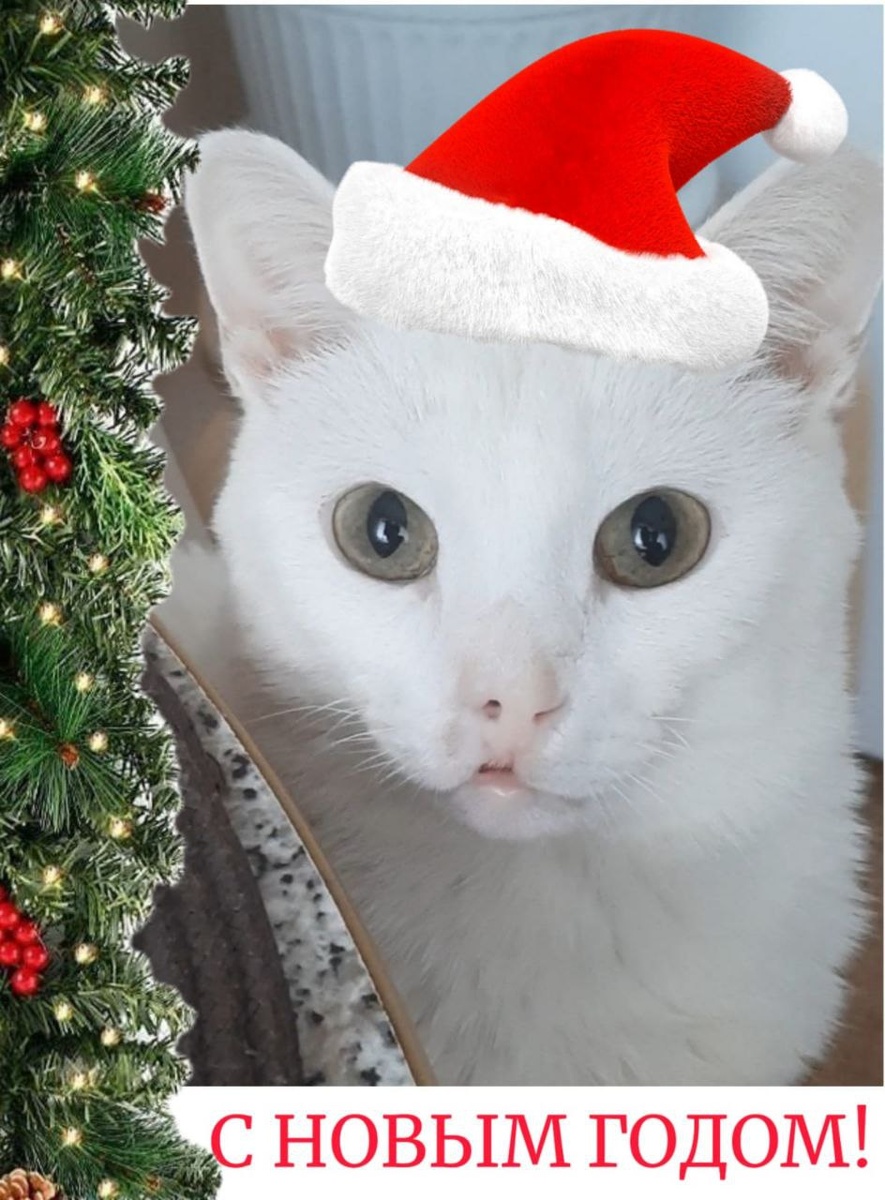 Белоснежный котик поздравляет всех с Новым годом!