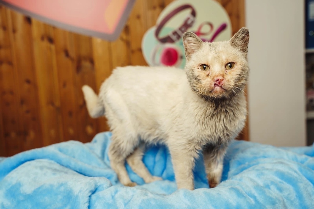 А вот таким Кокос поступил в наш приют, правда здесь его еще немного отмыли...