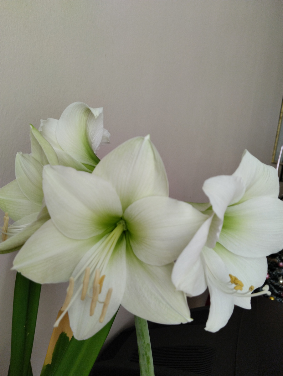 Расцвёл мой белый гиппеаструм. 31 декабря!