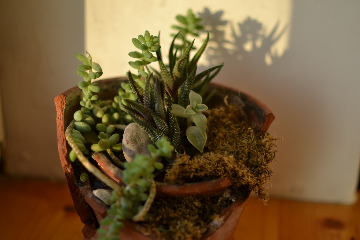 Композиция из суккулентов в горшочке
